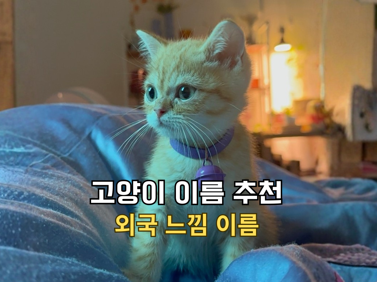 고양이 이름 추천 외국 느낌 세련된 이름 텍스트와 보라색 목걸이를 한 치즈 아기 고양이가 있는 블로그 대표 이미지