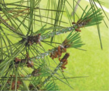 소나무가루깍지벌레