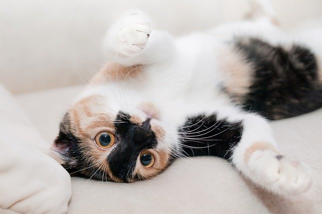 고양이 범백 입원치료