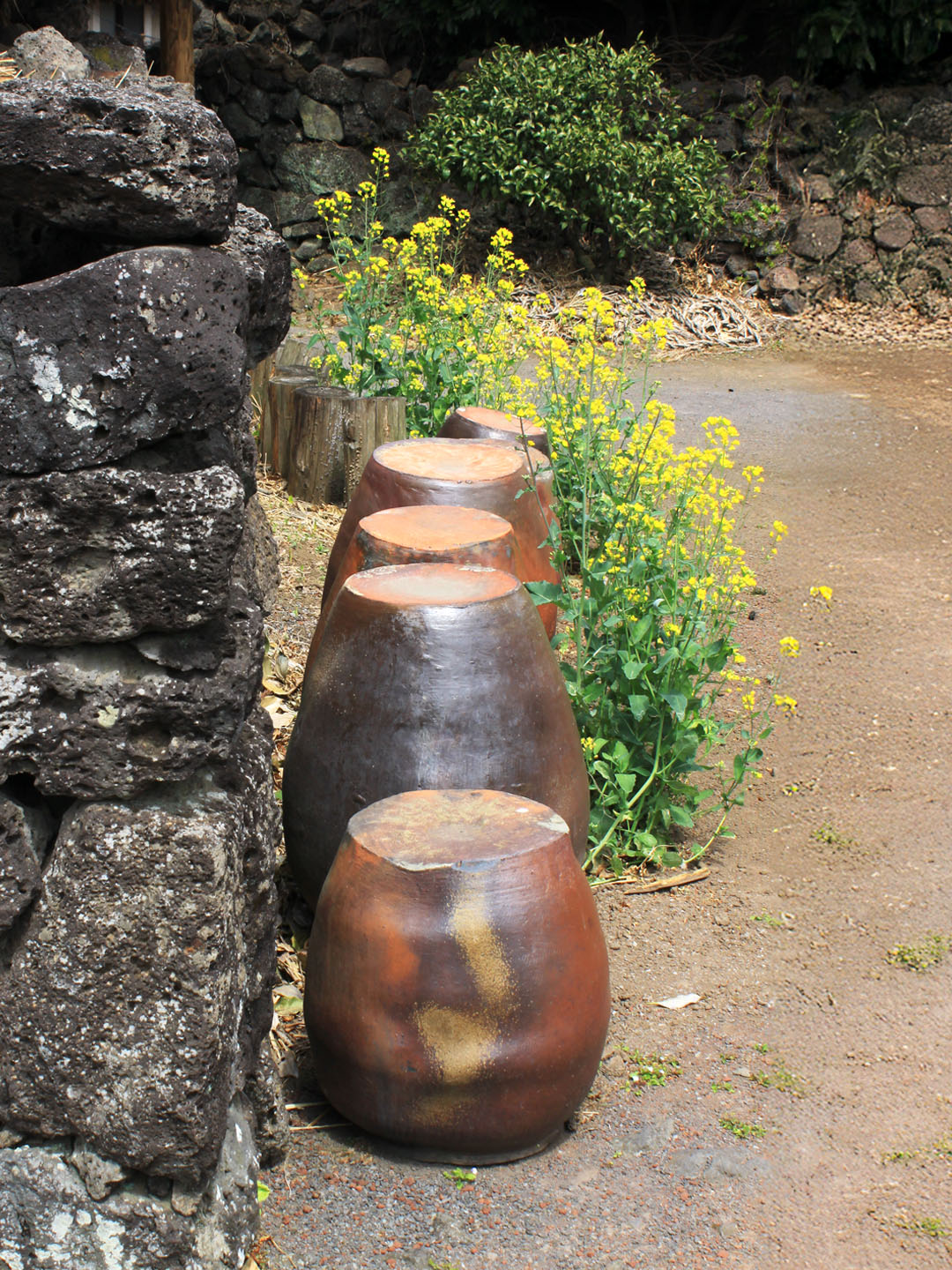 제주 돌담 장독대 유채꽃 무료이미지