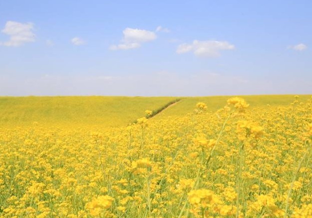 경기도 봄꽃구경