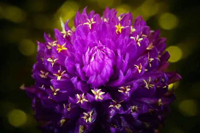 아마란스 재배 직파 요령 잎과 곡립 겸용 수확_5