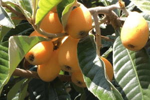 비파나무 효능12