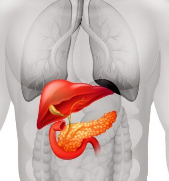 신체 장기 중 췌장의 위치