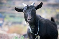 여자 흑염소 효능