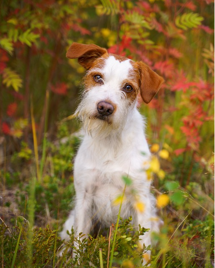 반려견의 건강 관리 비법: 예방접종, 정기 검진, 그리고 올바른 식단 관리