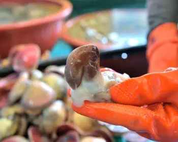 남당항 새조개 축제_5