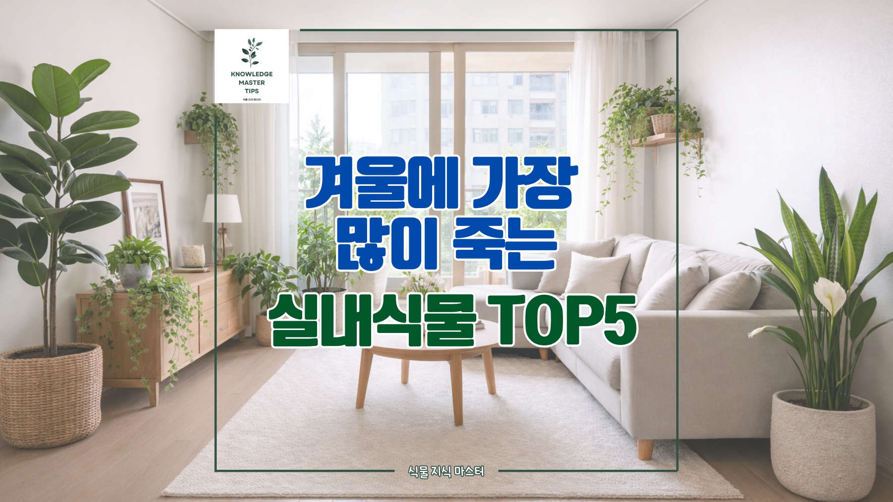 겨울만 되면 시들시들 죽어가는 국민 식물 5가지