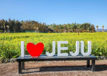 제주 휴애리 유채꽃 축제