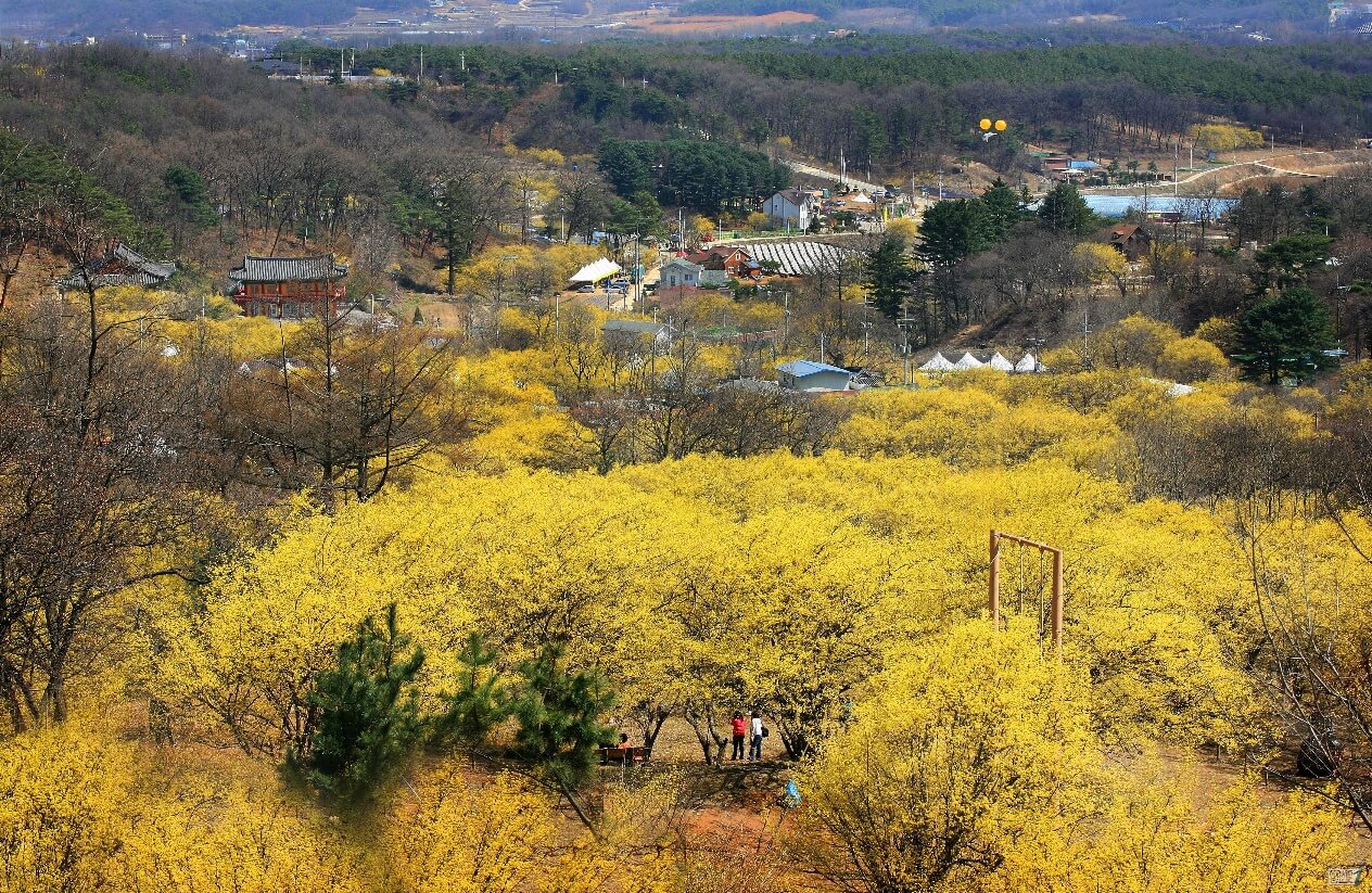 전남 구례 산수유꽃 축제