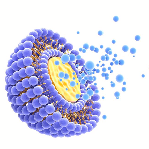 리포좀 글루타치온