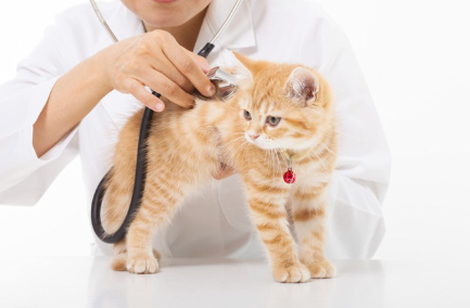 진찰받는 아기 고양이.