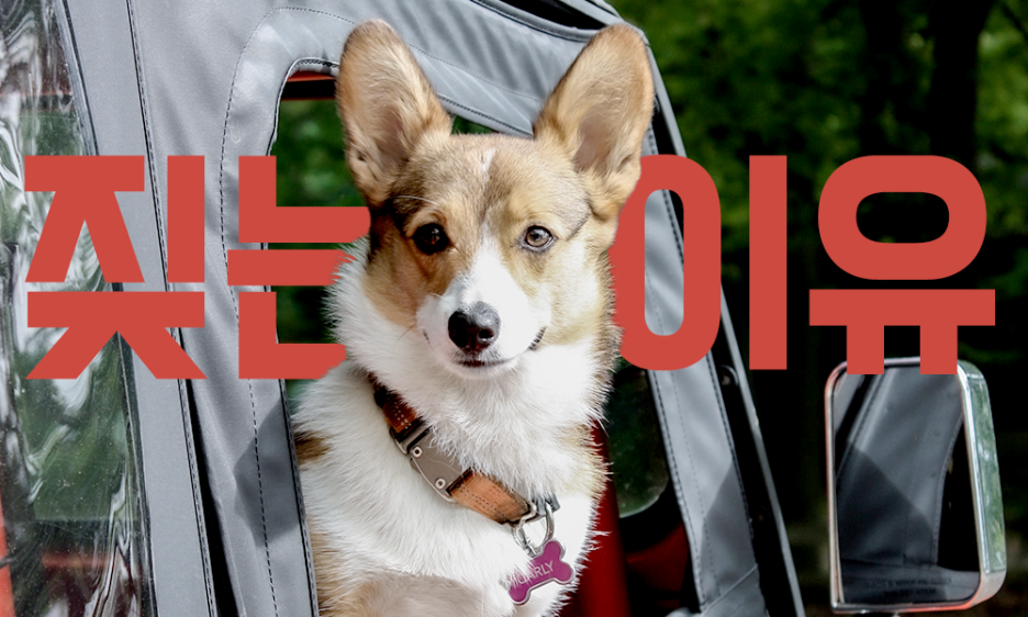 강아지-짖음