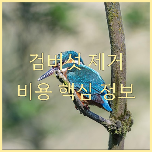 검버섯 제거 비용 핵심 정보 시술 종..