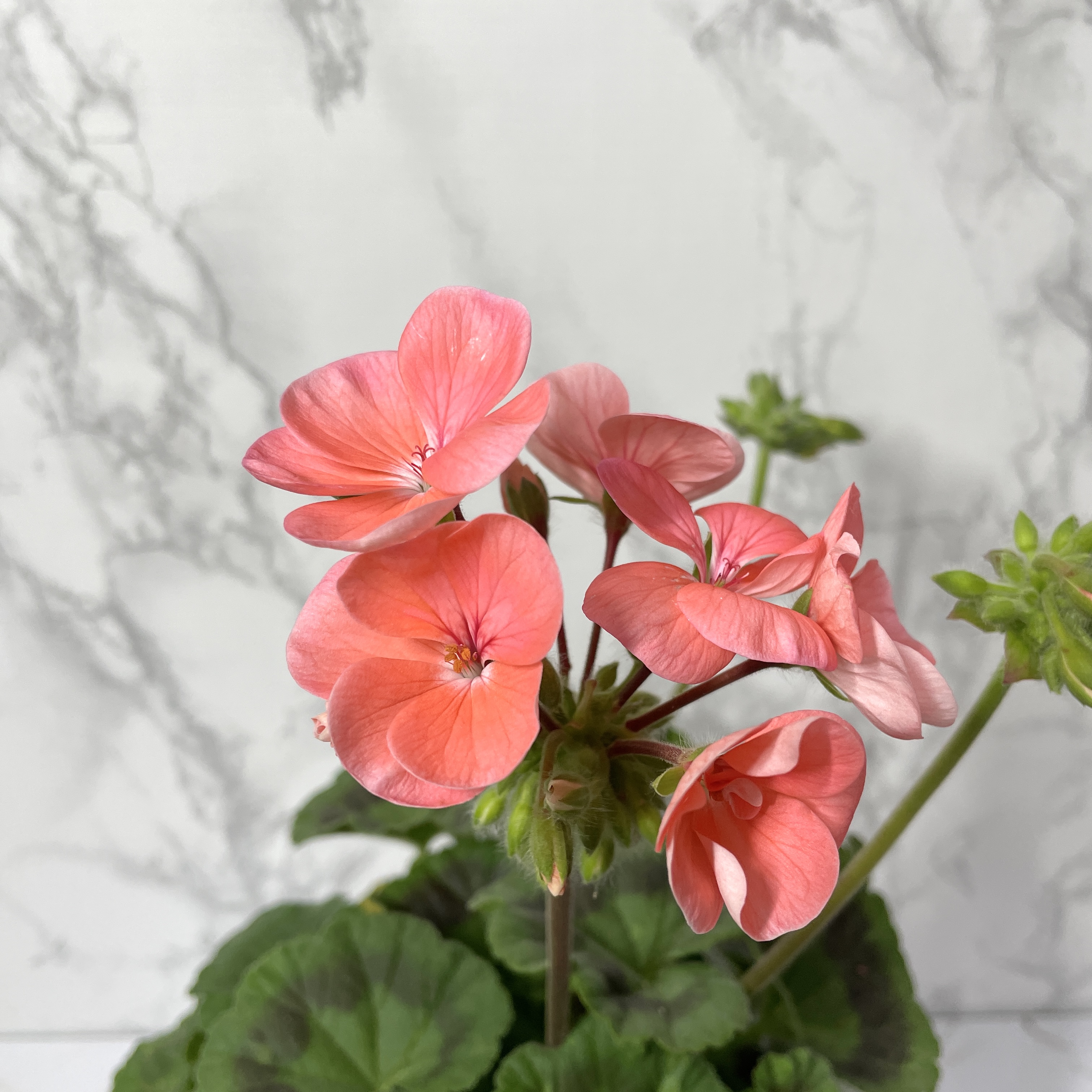 제라늄 키우기 종류 화분 꽃