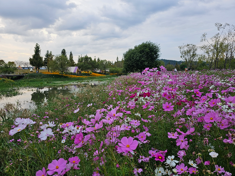  순천만 국가정원 가든스테이 근처 코스모스밭 