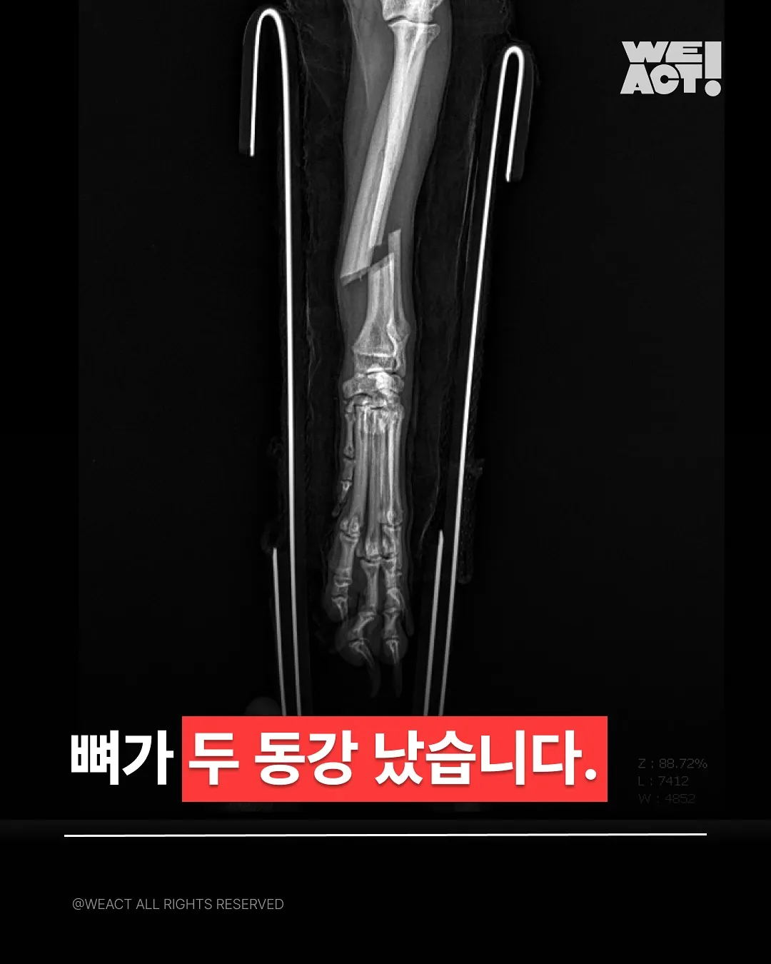 경기 김포 빌라 &amp;#39;2층에서 던져진 개&amp;#39; 사건 충격.. [반려견 강아지 동물 학대 위액트 구조 현재 상황]