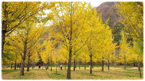 홍천은행나무숲