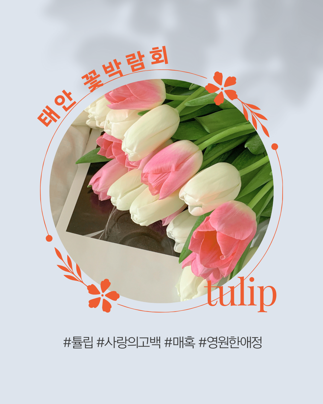 태안 툴립꽃 박람회