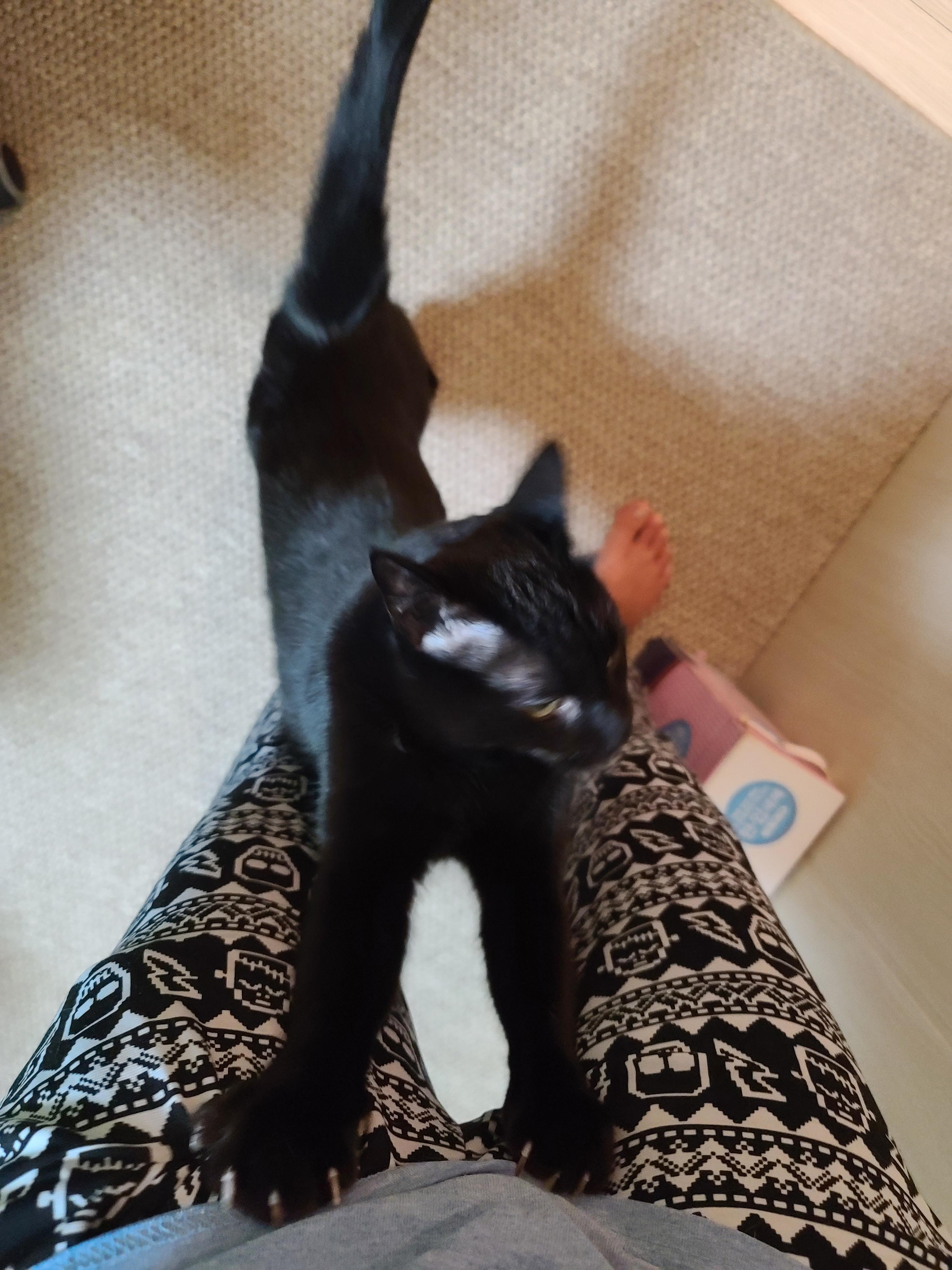 5월 1일 고양이들 모래 화장실전체갈이!(feat. 바우젠)