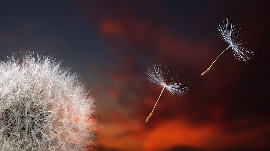 Dandelion