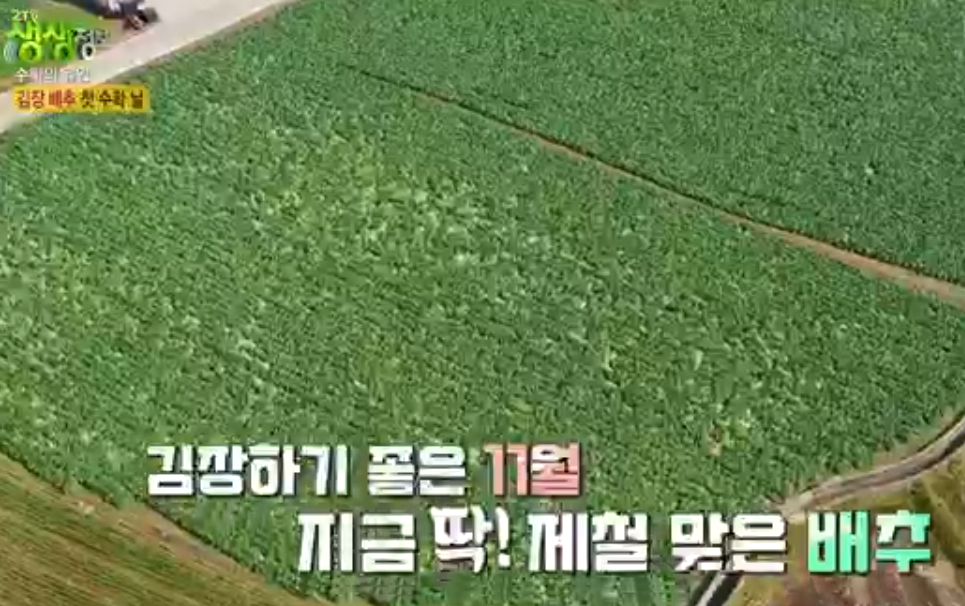 솔바위농장 해남배추