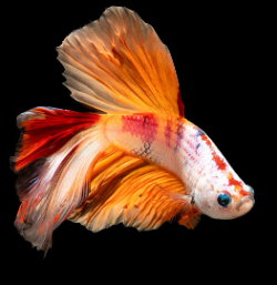 열대어 인기종 장단점 비교 분석