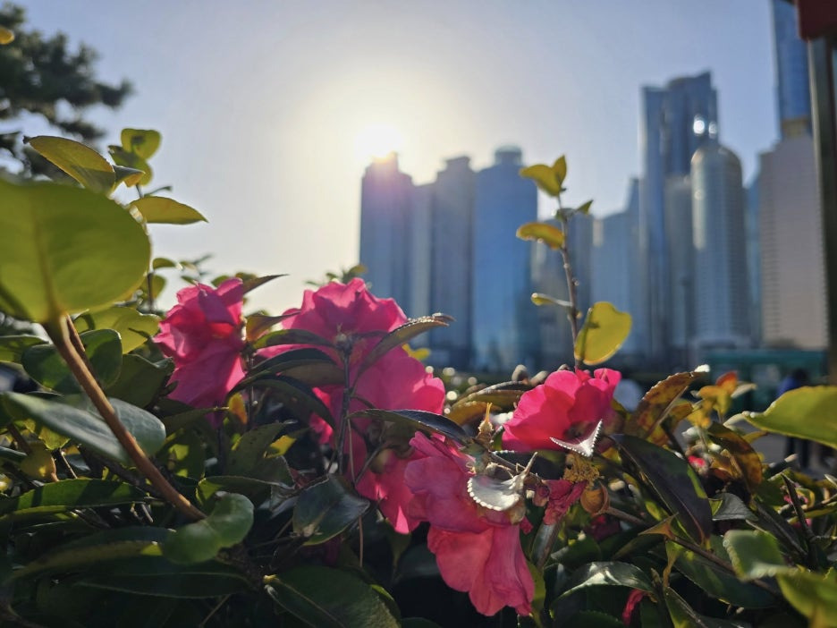 2026 겨울 동백꽃 전국 명소 여기 어디?