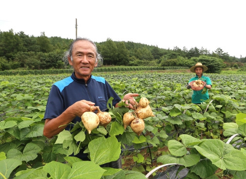 히카마