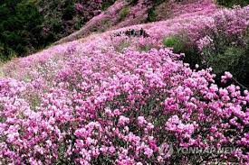 제 26회 천주산 진달래축제 기본일정과 프로그램 소개 류지광 남승민 출연