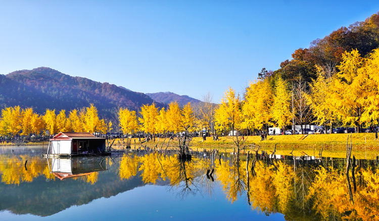 괴산 문광저수지 은행나무길