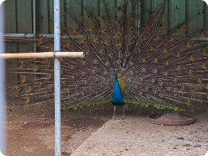 체험활동 조류원(공작새) 이미지 출처:하늘수목정원 홈페이지