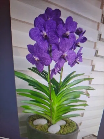 화분 겨울철 관리 난방건조 습도유지 물주기간격 조절 식물등보조_4