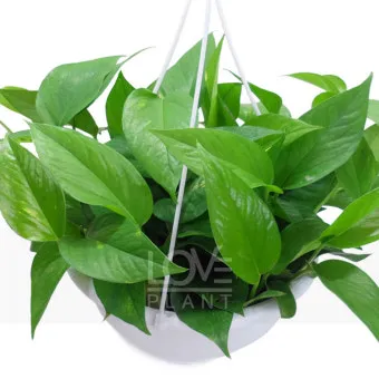 스킨답서스 키우기, 수경재배, 번식, 어항, 효능, 꽃말, 종류_45