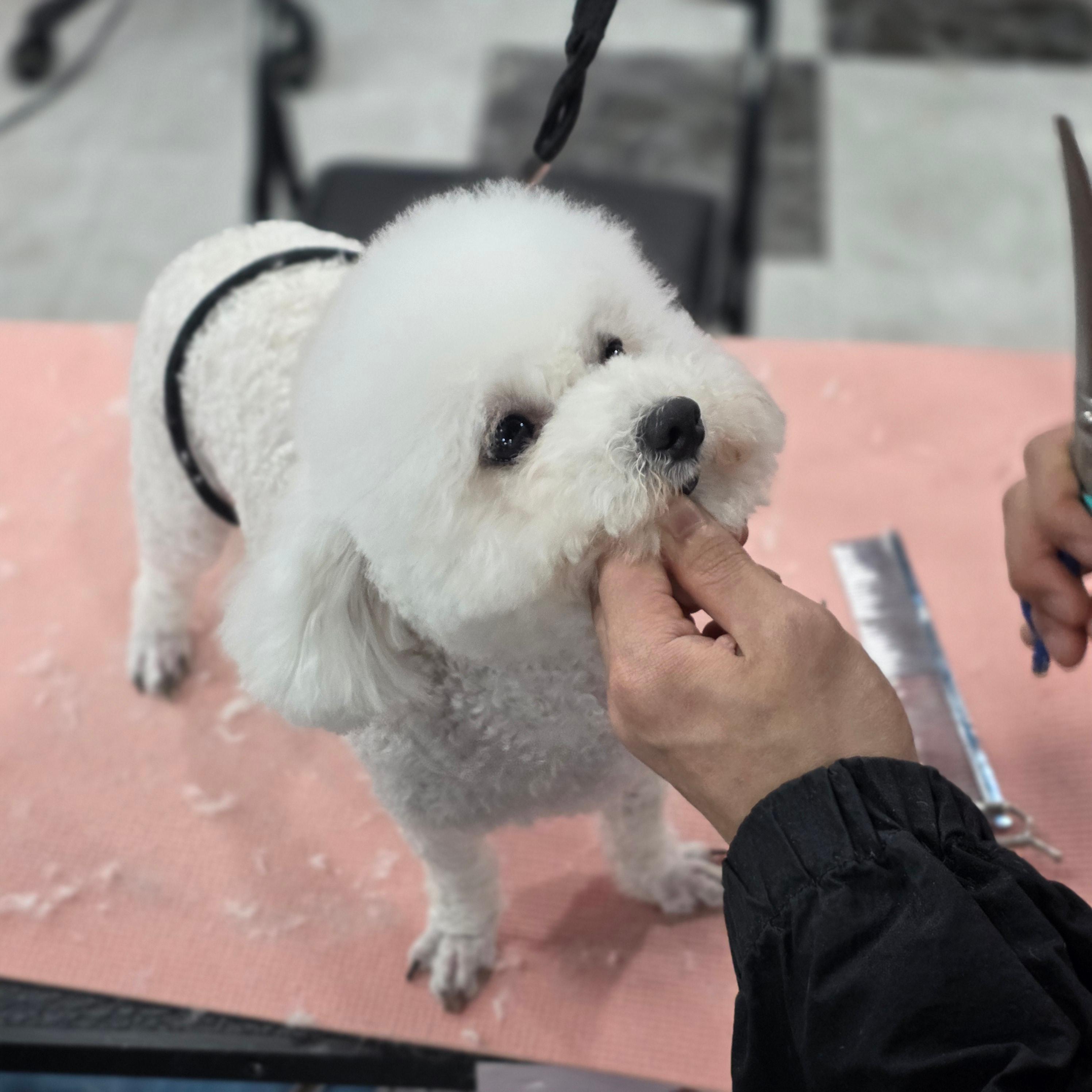 광명애견미용학원