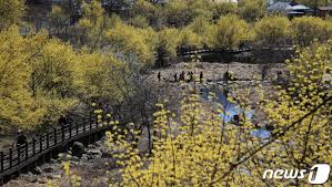 구례 산수유꽃축제
