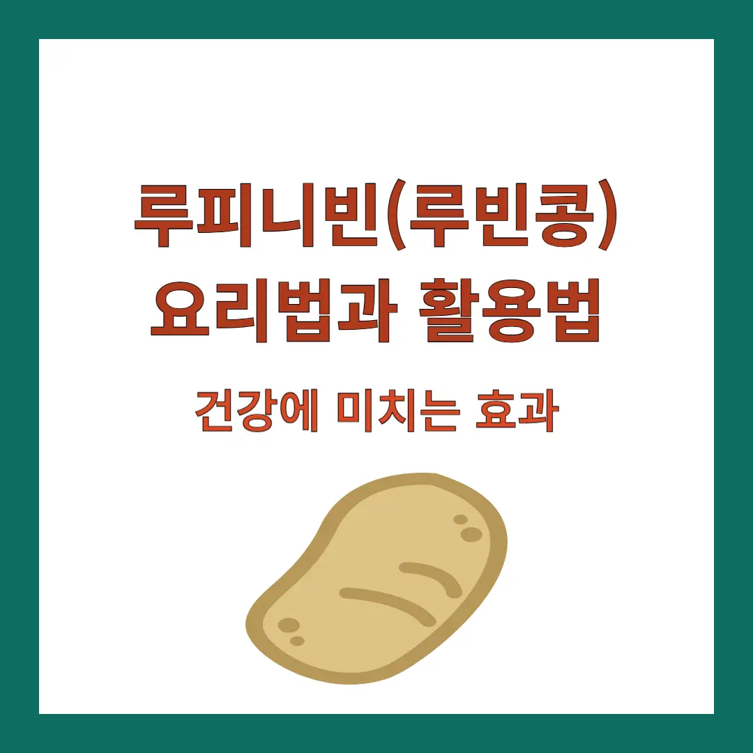 루피니빈-루빈콩-요리법
