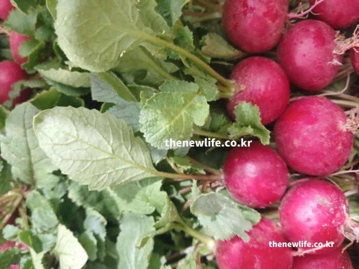 적환무 효능의 혈관 건강 증진과 고혈압 예방에 도움을 주는 칼륨이 풍부한 실물 사진