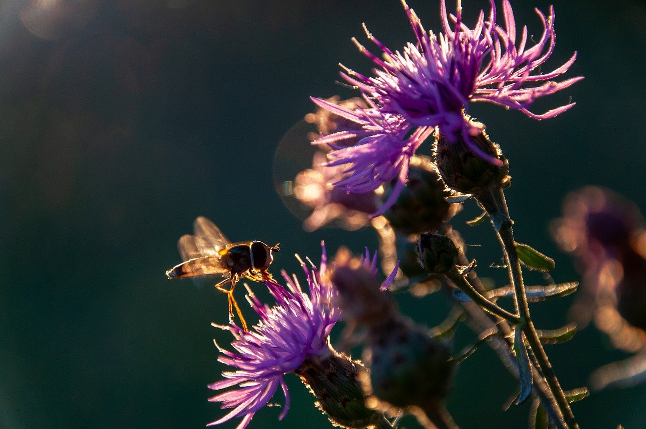 말라리아 증상 치료 예방방법