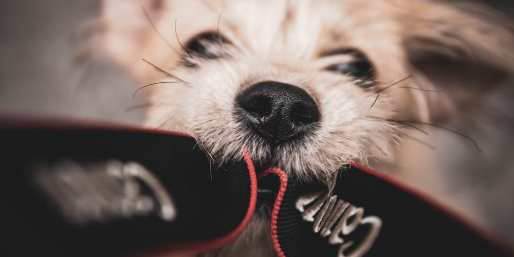 강아지 고개 갸우뚱거리는 이유 5