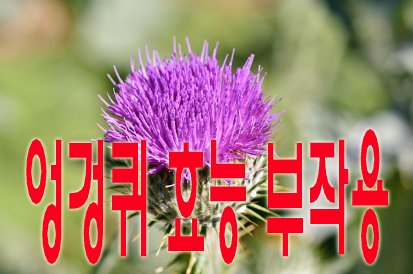 엉겅퀴 효능 부작용
