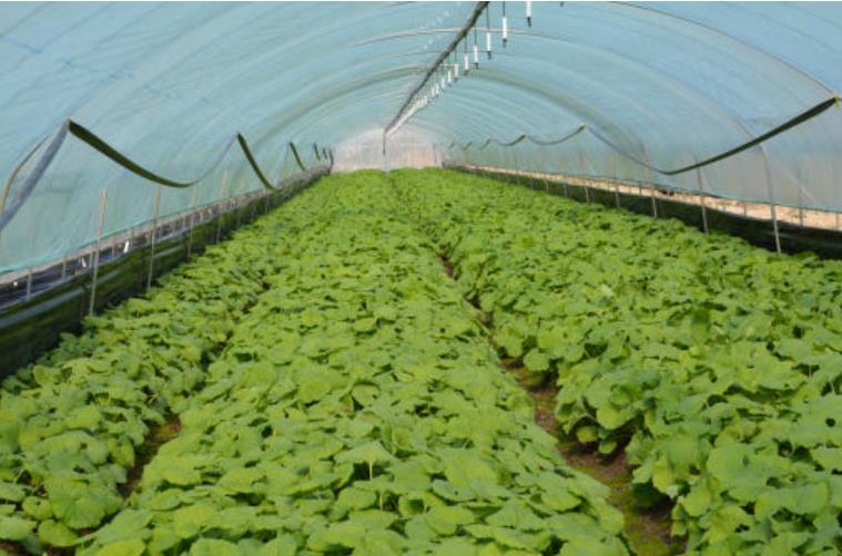 6시내고향 논산 머위가 하우스에서 자라고 있는 모습