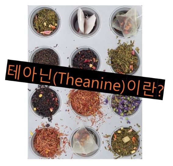 여러 종류의 찻잎, 티백이 각각의 컵에 담겨있는 사진과 그 위에 쓰여있는 &quot;테아닌(Theanine)이란?&quot; 이라는 문구