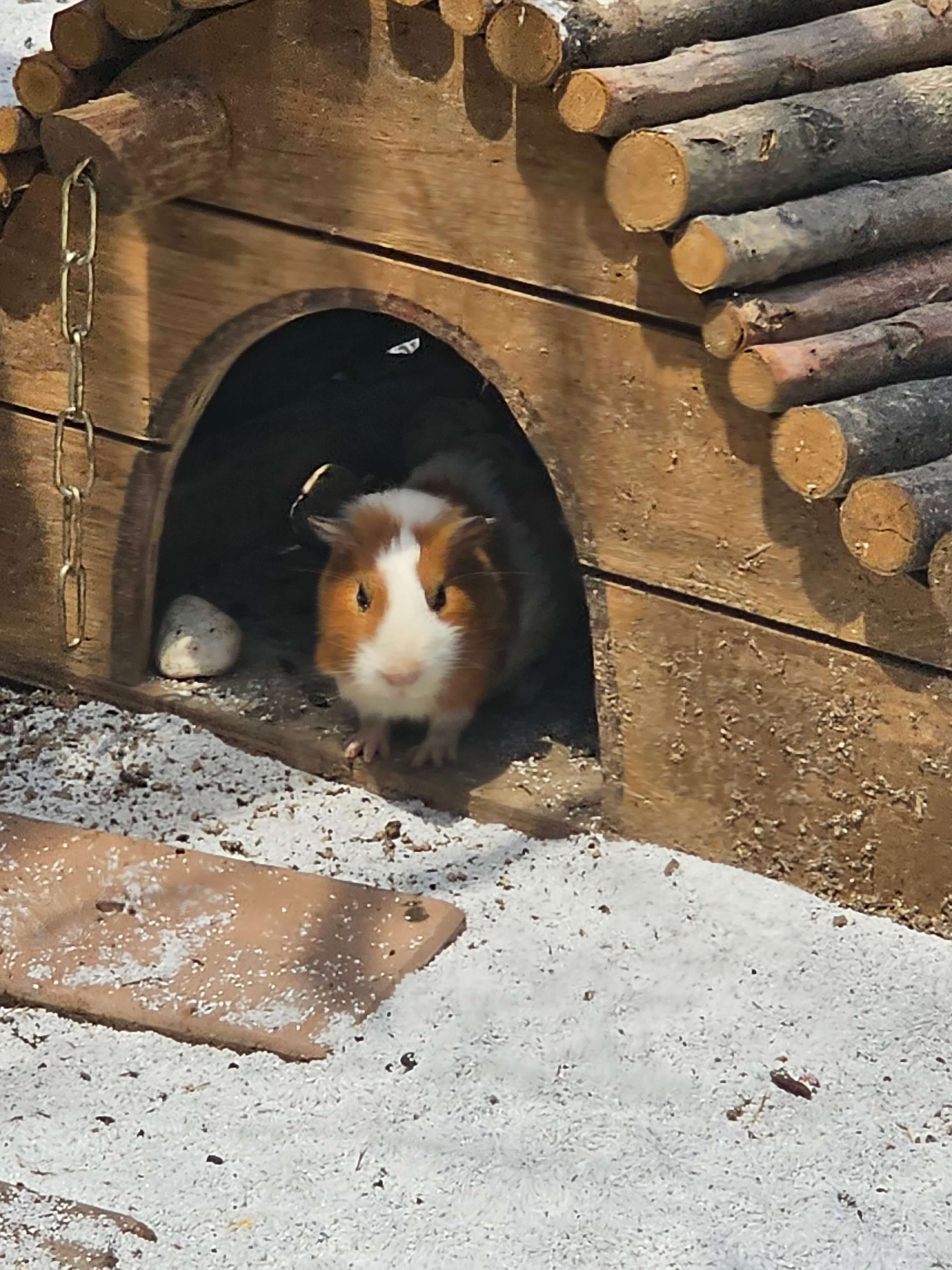 네이처파크의 귀여운 동물