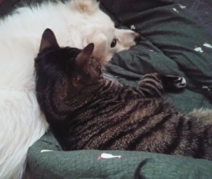 강아지와 고양이 합사 하는 방법