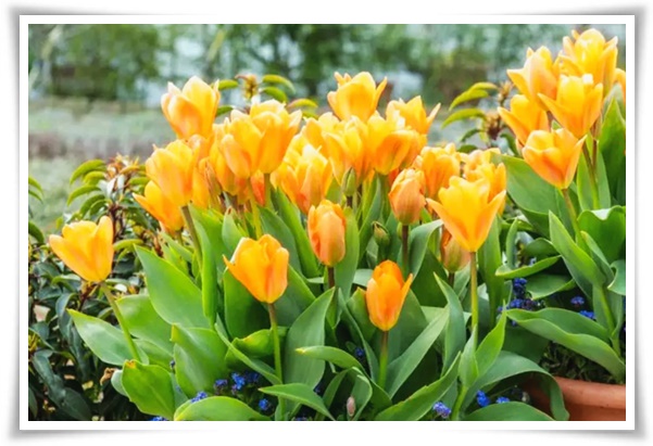 "튤립" 매력적인 봄의 대표적인 꽃, 튤립의 매력!