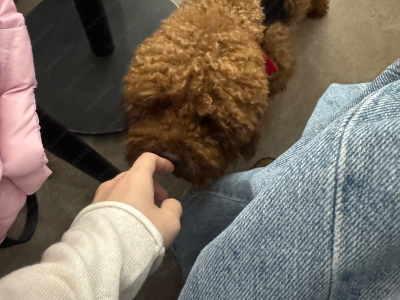 제가 자주 가는 카페는 털친구 웰컴이라 (모든 카페가 거의 다 그렇긴하지만) 암튼 강아지 많아서 좋아