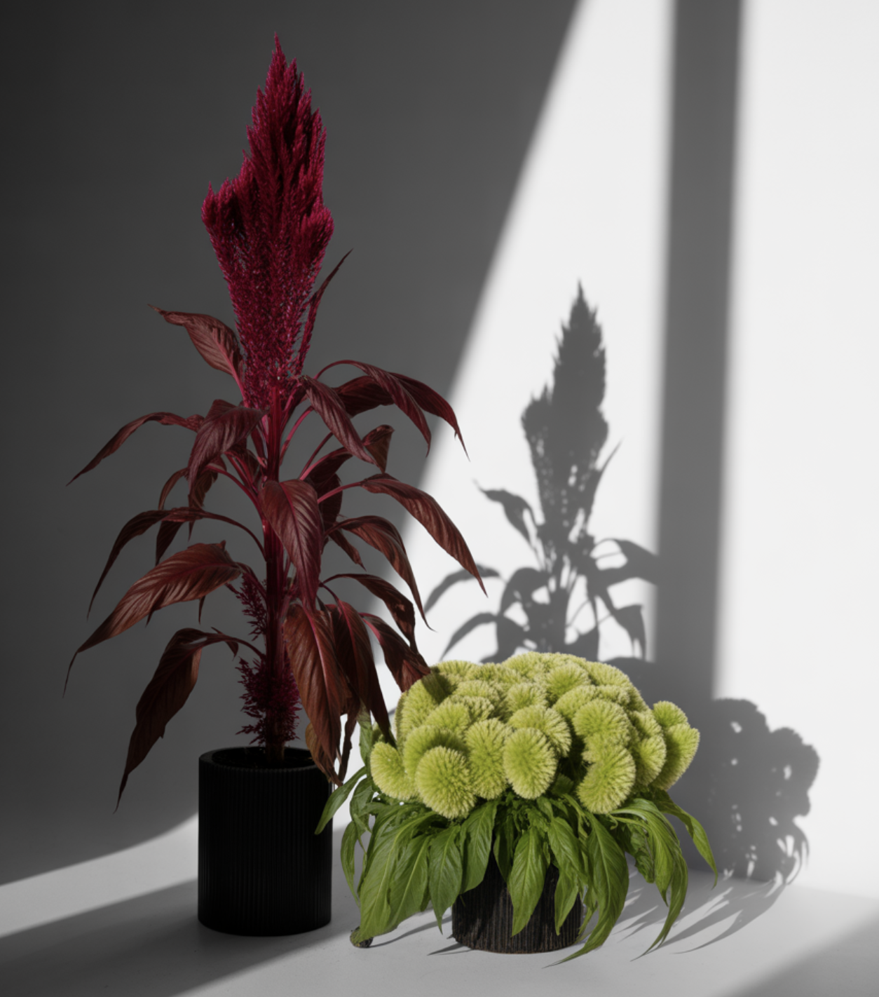 왜 잘라줘야 할까요? 맨드라미의 성장 비밀