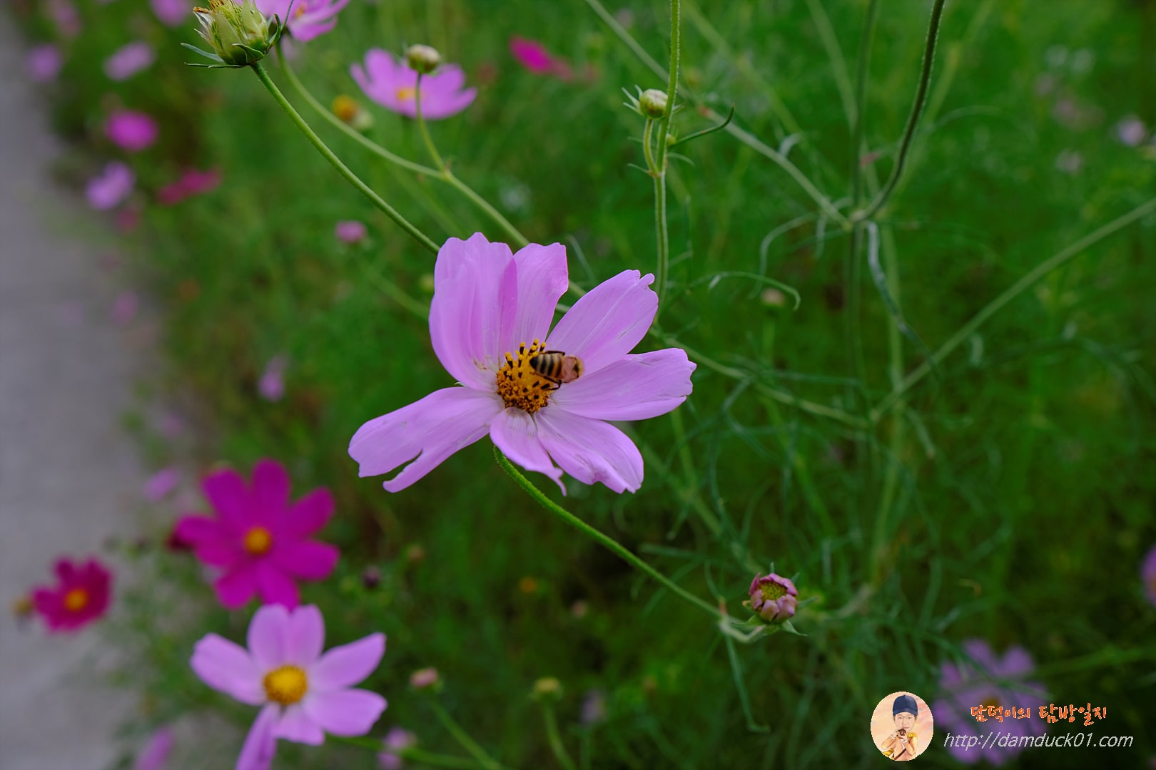 가을-코스모스-벌-담덕이의탐방일지