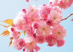 일본 여행 선물 리스트